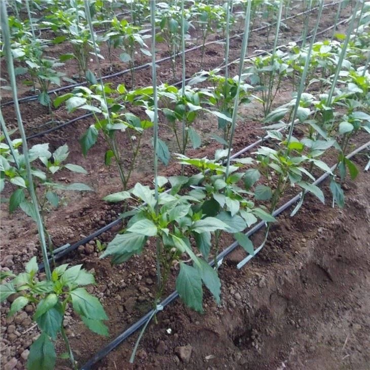 Vegetable Garden Irrigation